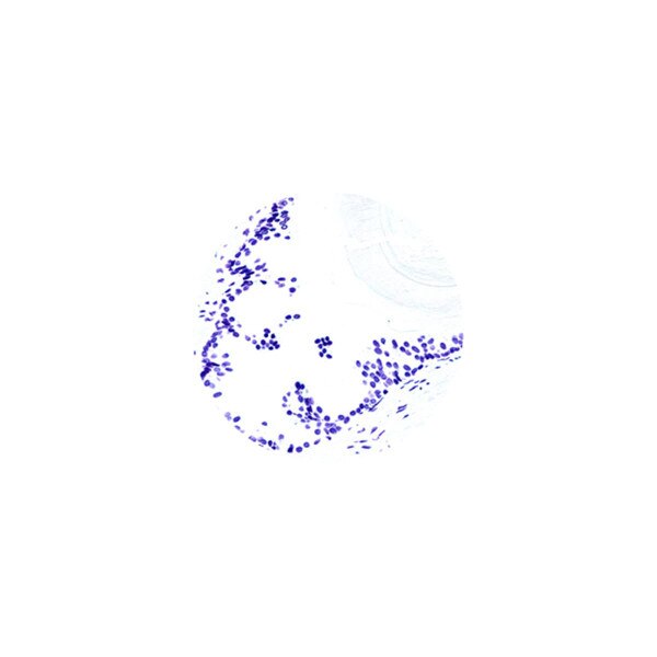 Blue Feulgen Stain Kit